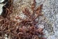 Frullania dilatata