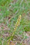 Orchis anthropophora