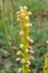 Orchis anthropophora