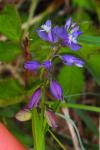 Polygala vulgaris