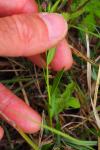 Polygala vulgaris
