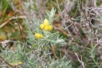 Helichrysum stoechas