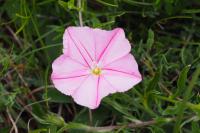 Convolvulus cantabrica