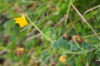 Coronilla minima