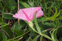 Convolvulus cantabrica