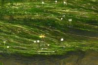 Ranunculus fluitans
