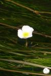 Ranunculus fluitans