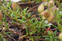 Helianthemum apenninum