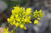 Biscutella guillonii