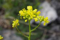 Biscutella guillonii