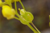 Biscutella guillonii