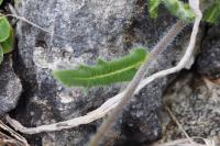 Biscutella guillonii