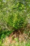 Osmunda regalis