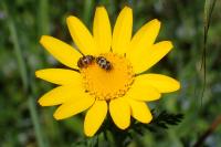 Anacyclus radiatus