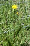 Anacyclus radiatus