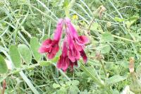 Vicia benghalensis