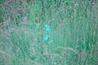 Iris pseudacorus