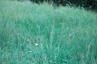 Carex pendula
