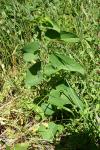 Aristolochia clematitis
