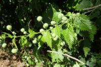 Urtica pilulifera