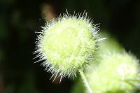 Urtica pilulifera