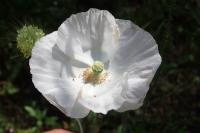 Papaver rhoeas