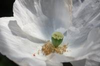 Papaver rhoeas