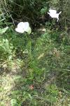 Papaver rhoeas