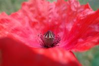Papaver rhoeas