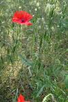 Papaver rhoeas