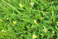 Lotus maritimus