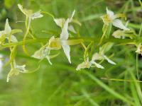Platanthera chlorantha