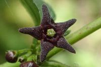 Vincetoxicum nigrum