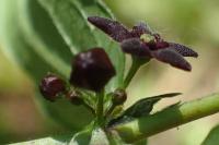 Vincetoxicum nigrum