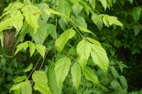 Acer negundo