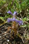 Phelipanche ramosa