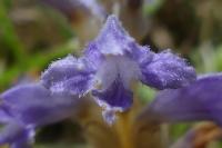 Phelipanche ramosa