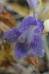 Phelipanche ramosa