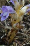 Phelipanche ramosa
