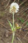 Trifolium strictum