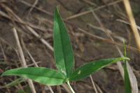 Trifolium strictum