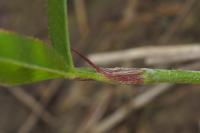 Trifolium strictum
