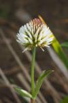 Trifolium strictum
