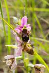 Ophrys scolopax