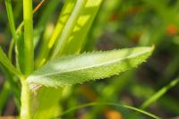 Trifolium strictum