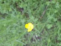 Ranunculus acris