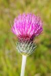 Cirsium filipendulum