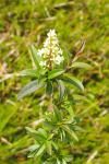 Ligustrum vulgare