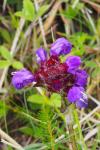 Prunella hastifolia