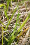 Cirsium filipendulum